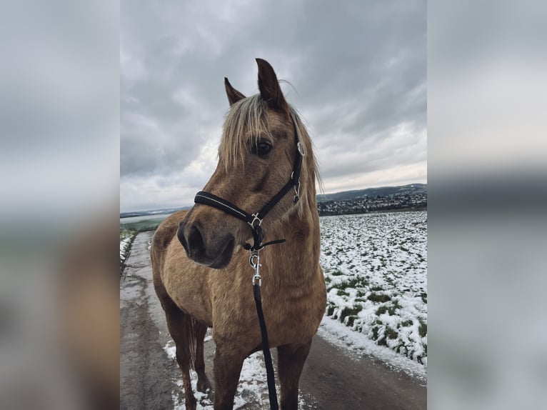 Deutsches Reitpony Stute 7 Jahre 147 cm Palomino in Bebra
