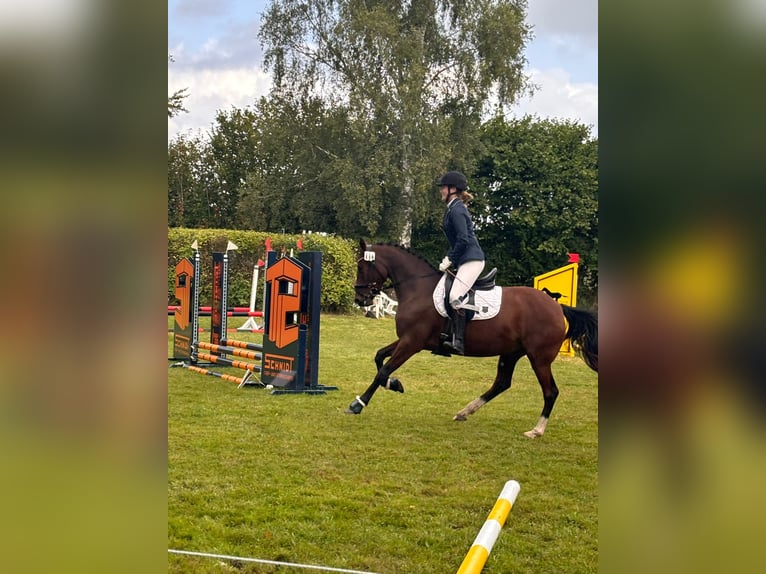 Deutsches Reitpony Stute 7 Jahre 148 cm Brauner in Nehms