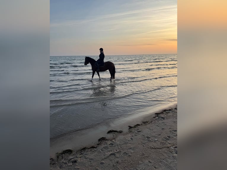 Deutsches Reitpony Stute 7 Jahre 148 cm Brauner in Nehms