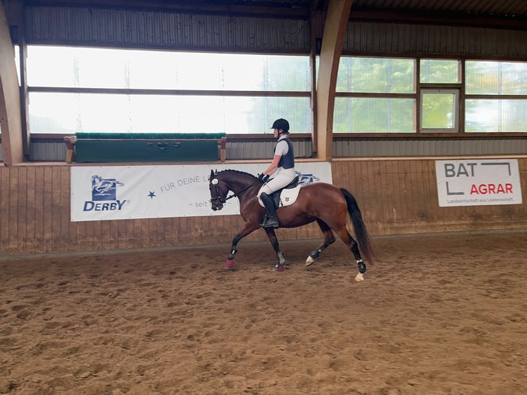 Deutsches Reitpony Stute 7 Jahre 148 cm Brauner in Nehms