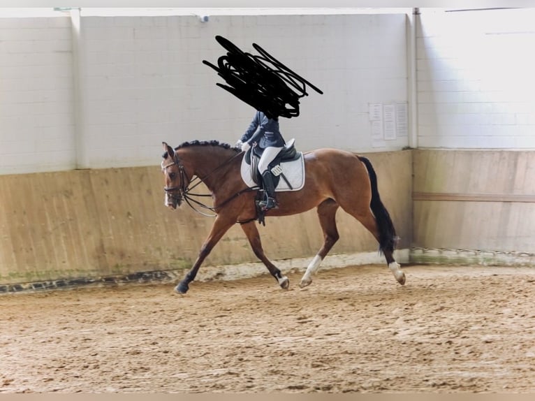 Deutsches Reitpony Stute 7 Jahre 148 cm Brauner in Ankum