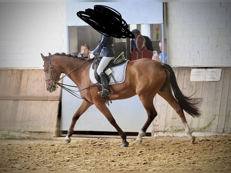 Deutsches Reitpony Stute 7 Jahre 148 cm Brauner in Ankum
