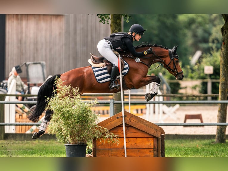 Deutsches Reitpony Stute 7 Jahre 148 cm Brauner in Warendorf