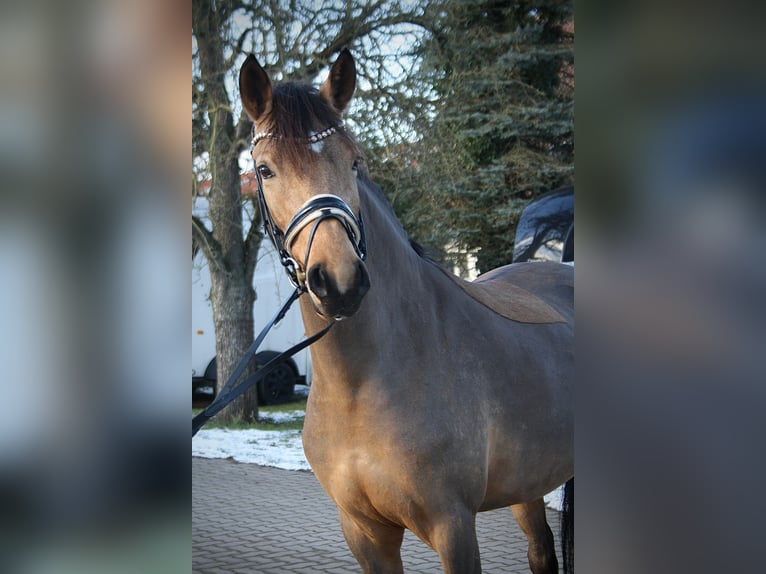 Deutsches Reitpony Stute 7 Jahre 148 cm Buckskin in Springe