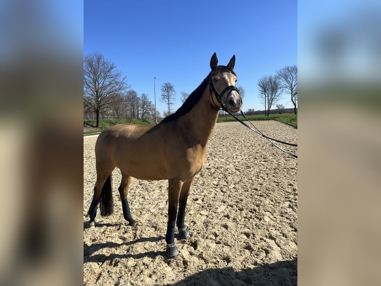 Deutsches Reitpony Stute 7 Jahre 148 cm Buckskin in Syke
