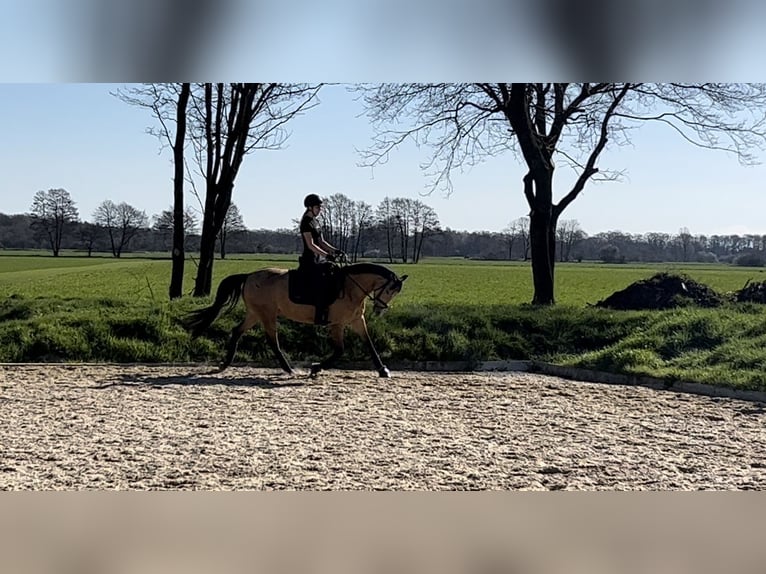 Deutsches Reitpony Stute 7 Jahre 148 cm Buckskin in Syke