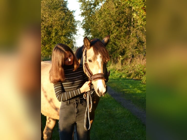Deutsches Reitpony Stute 7 Jahre 148 cm Buckskin in Syke