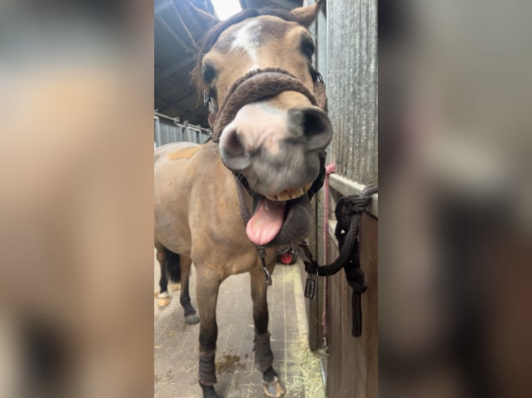 Deutsches Reitpony Stute 7 Jahre 148 cm Buckskin in Syke