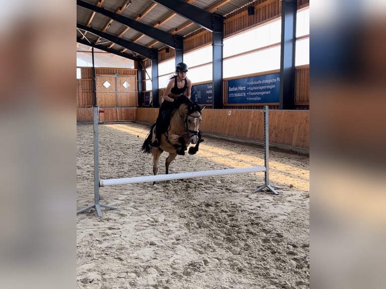 Deutsches Reitpony Stute 7 Jahre 148 cm Buckskin in Syke