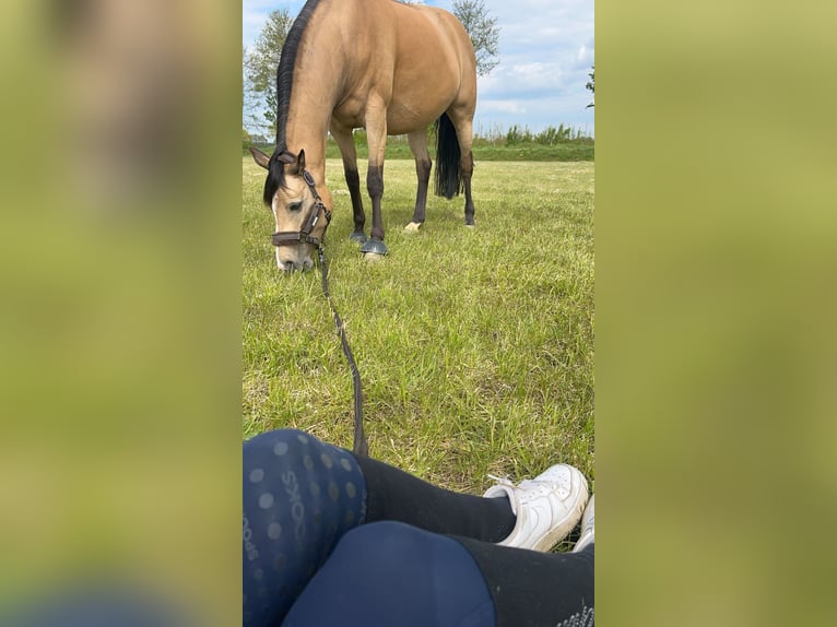 Deutsches Reitpony Stute 7 Jahre 148 cm Buckskin in Syke