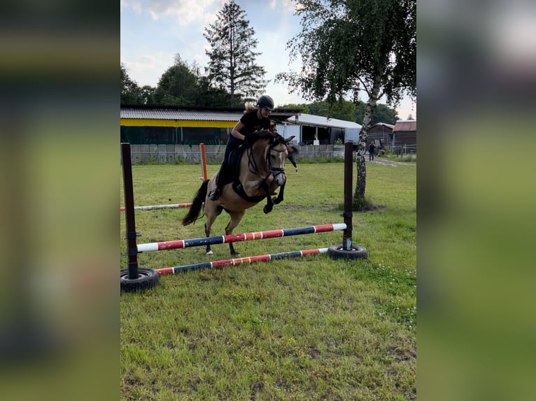 Deutsches Reitpony Stute 7 Jahre 148 cm Buckskin in Syke