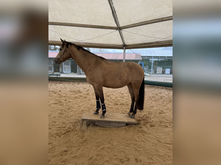 Deutsches Reitpony Stute 7 Jahre 148 cm Buckskin in Syke