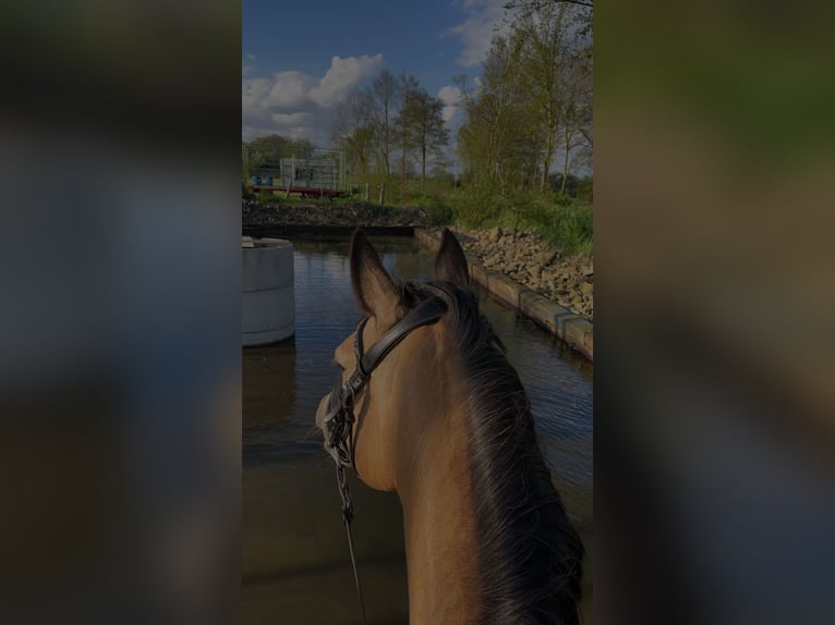 Deutsches Reitpony Stute 7 Jahre 148 cm Buckskin in Syke