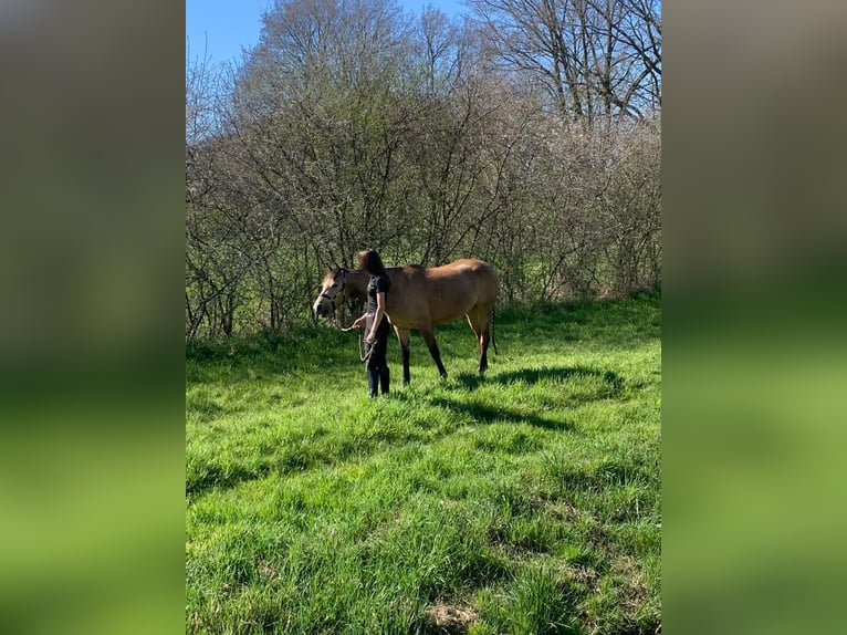Deutsches Reitpony Stute 7 Jahre 148 cm Buckskin in Syke