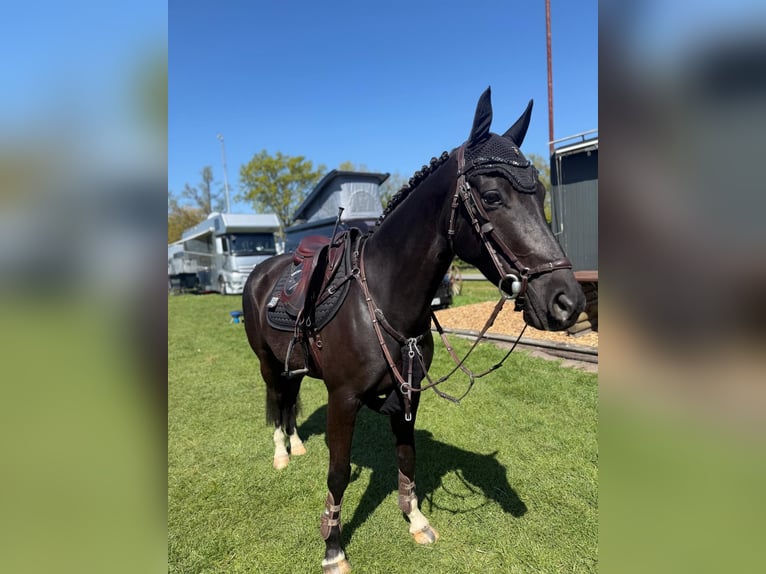 Deutsches Reitpony Stute 7 Jahre 148 cm Dunkelbrauner in Uedem