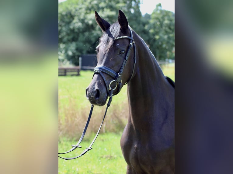 Deutsches Reitpony Stute 7 Jahre 148 cm Dunkelbrauner in Welver