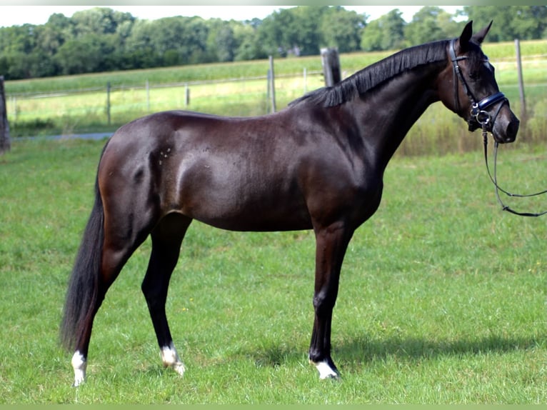 Deutsches Reitpony Stute 7 Jahre 148 cm Dunkelbrauner in Welver