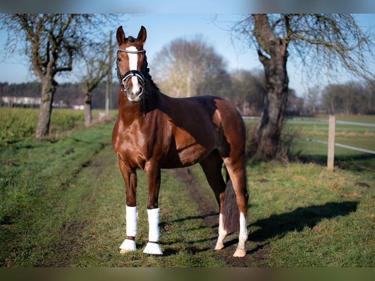 Deutsches Reitpony Stute 7 Jahre 148 cm Dunkelfuchs in Marienfeld