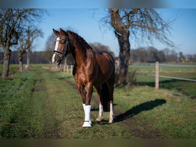 Deutsches Reitpony Stute 7 Jahre 148 cm Dunkelfuchs in Marienfeld