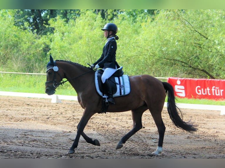 Deutsches Reitpony Stute 7 Jahre 148 cm Falbe in Langlingen