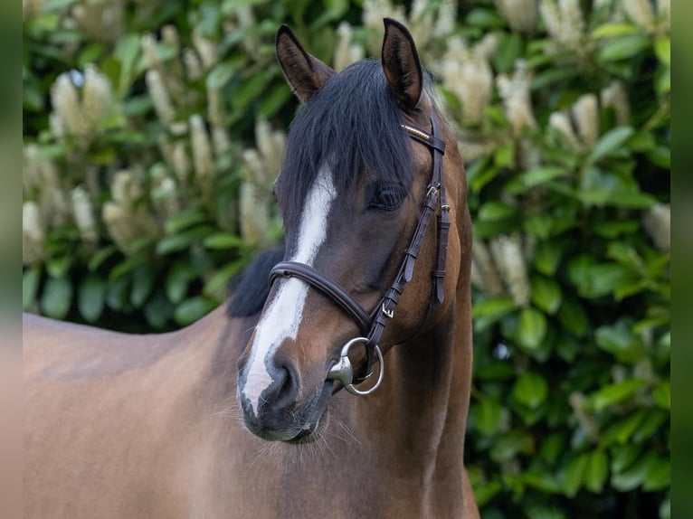 Deutsches Reitpony Stute 7 Jahre 148 cm Falbe in Lierop