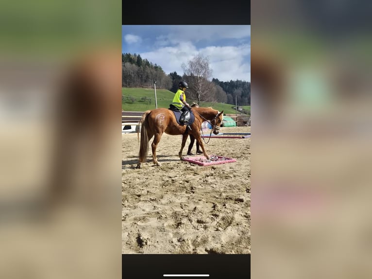 Deutsches Reitpony Mix Stute 7 Jahre 148 cm  in Ursenbach