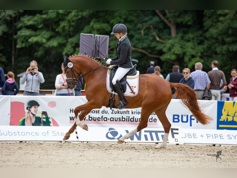 Deutsches Reitpony Stute 7 Jahre 148 cm Fuchs in Cappeln
