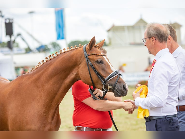 Deutsches Reitpony Stute 7 Jahre 148 cm Fuchs in Cappeln