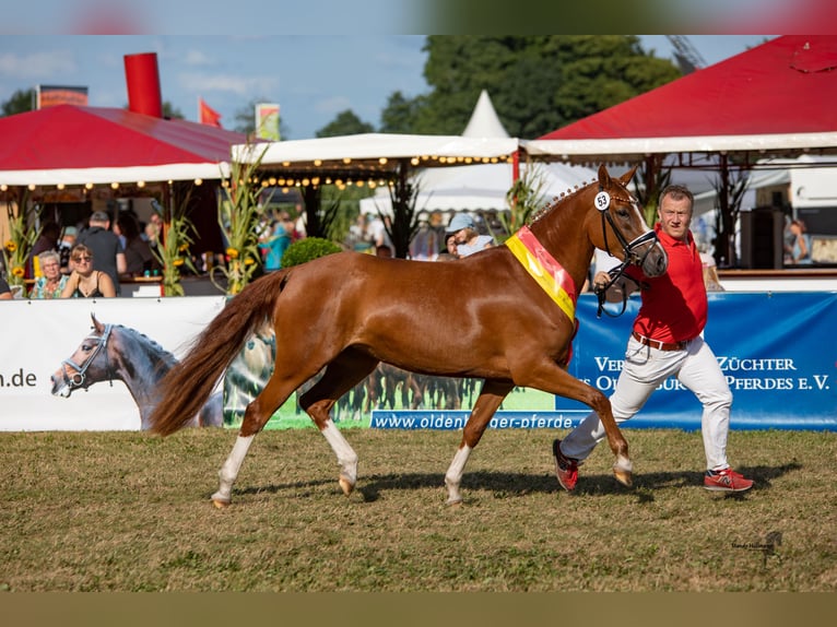 Deutsches Reitpony Stute 7 Jahre 148 cm Fuchs in Cappeln
