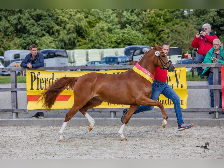 Deutsches Reitpony Stute 7 Jahre 148 cm Fuchs in Cappeln