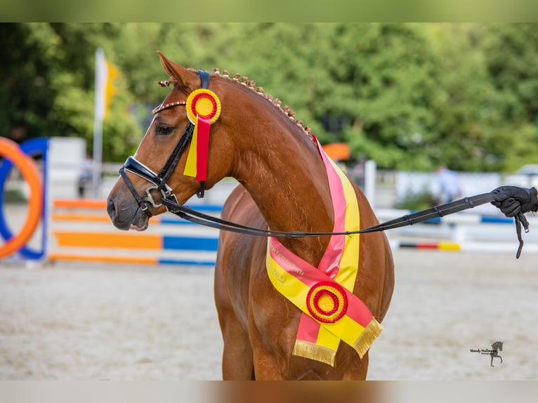 Deutsches Reitpony Stute 7 Jahre 148 cm Fuchs in Cappeln