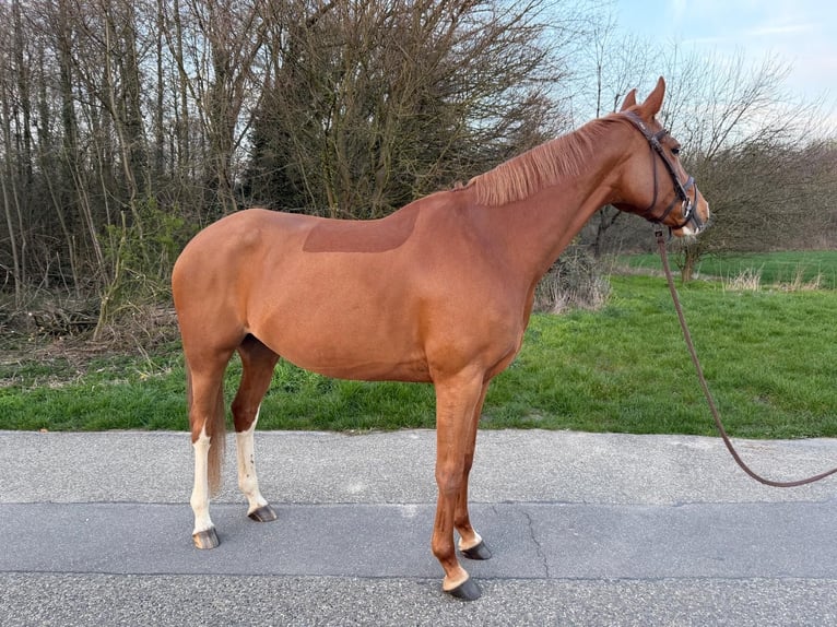 Deutsches Reitpony Stute 7 Jahre 148 cm Fuchs in Grevenbroich