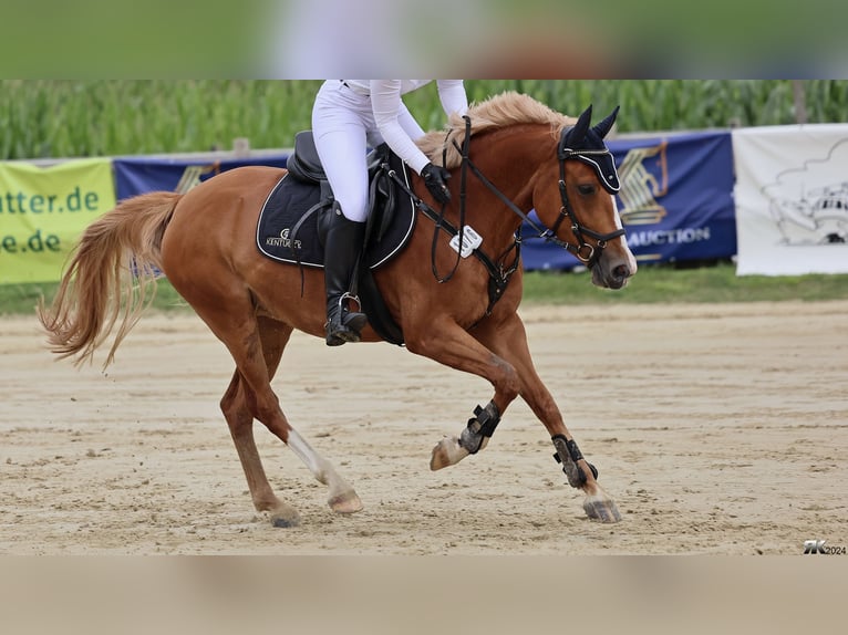 Deutsches Reitpony Stute 7 Jahre 148 cm Fuchs in Greven