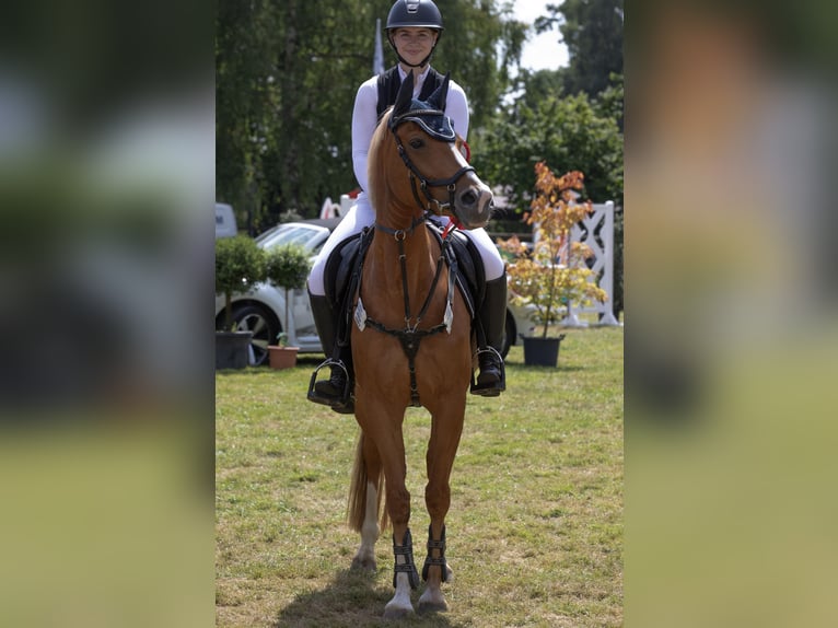 Deutsches Reitpony Stute 7 Jahre 148 cm Fuchs in Greven