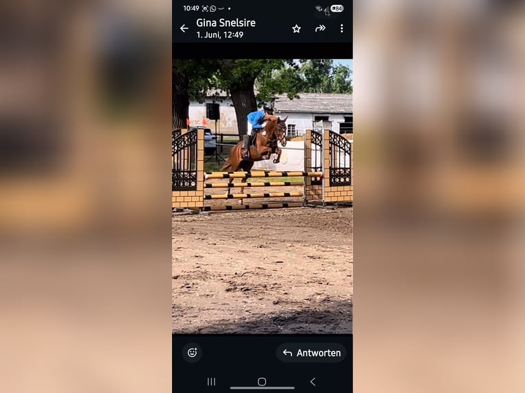 Deutsches Reitpony Stute 7 Jahre 148 cm Fuchs in Dallgow-Döberitz