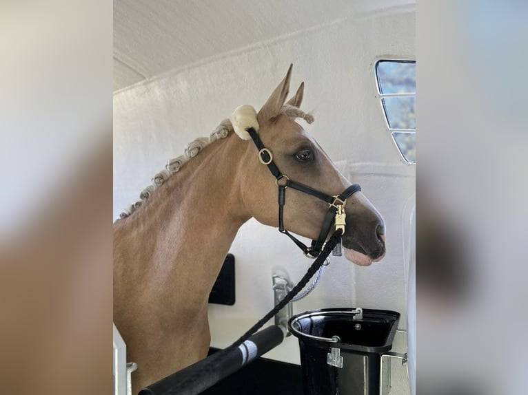 Deutsches Reitpony Stute 7 Jahre 148 cm Palomino in Gauting Deutsches Reitpony Stute 7 Jahre 148 cm Palomino in Gauting