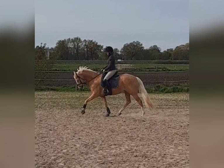 Deutsches Reitpony Stute 7 Jahre 148 cm Palomino in Stuhr