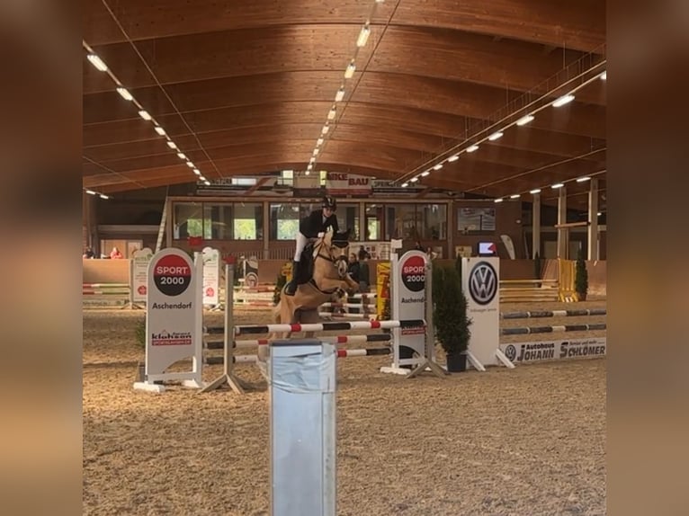 Deutsches Reitpony Stute 7 Jahre 148 cm Palomino in Walchum