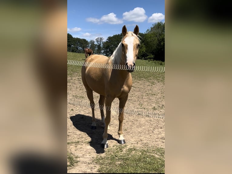 Deutsches Reitpony Stute 7 Jahre 148 cm Palomino in Burscheid