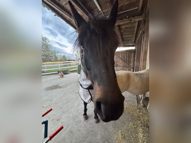 Deutsches Reitpony Mix Stute 7 Jahre 148 cm Schwarzbrauner in Villingen-Schwenningen