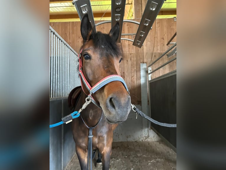 Deutsches Reitpony Stute 7 Jahre 149 cm Brauner in Kappelrodeck