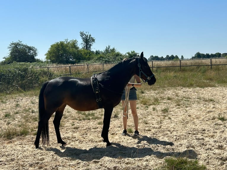 Deutsches Reitpony Stute 7 Jahre 149 cm Dunkelbrauner in Butzbach
