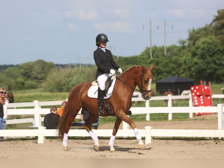 Deutsches Reitpony Stute 7 Jahre 149 cm Red Dun in Auning