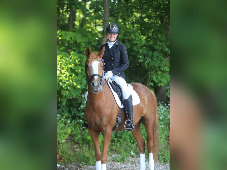 Deutsches Reitpony Stute 7 Jahre 149 cm Red Dun in Auning