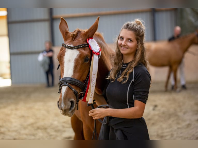 Deutsches Reitpony Stute 7 Jahre 149 cm Red Dun in Auning