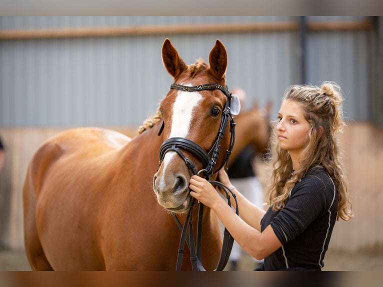 Deutsches Reitpony Stute 7 Jahre 149 cm Red Dun in Auning