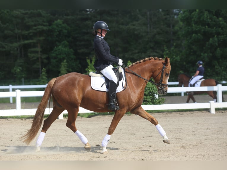 Deutsches Reitpony Stute 7 Jahre 149 cm Red Dun in Auning