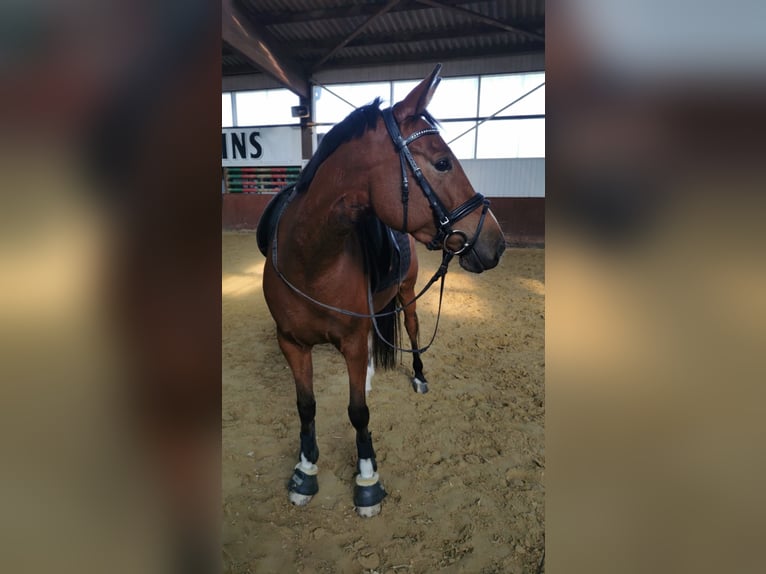 Deutsches Reitpony Stute 7 Jahre 150 cm Brauner in EsloheEslohe