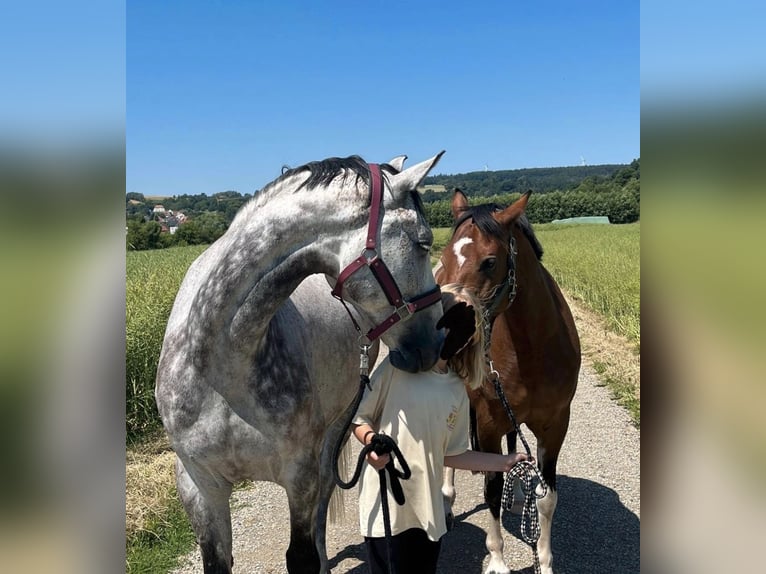 Deutsches Reitpony Mix Stute 7 Jahre 150 cm Brauner in Burghaun