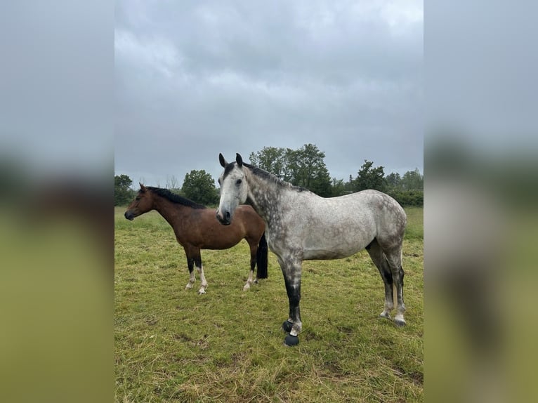 Deutsches Reitpony Mix Stute 7 Jahre 150 cm Brauner in Burghaun